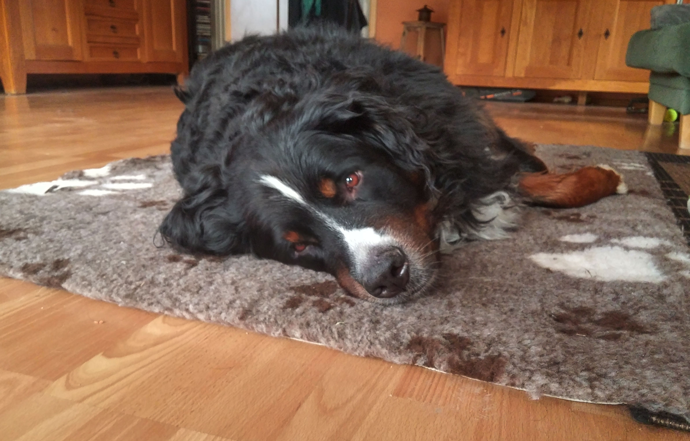 Wo ist meine Traumfrau?