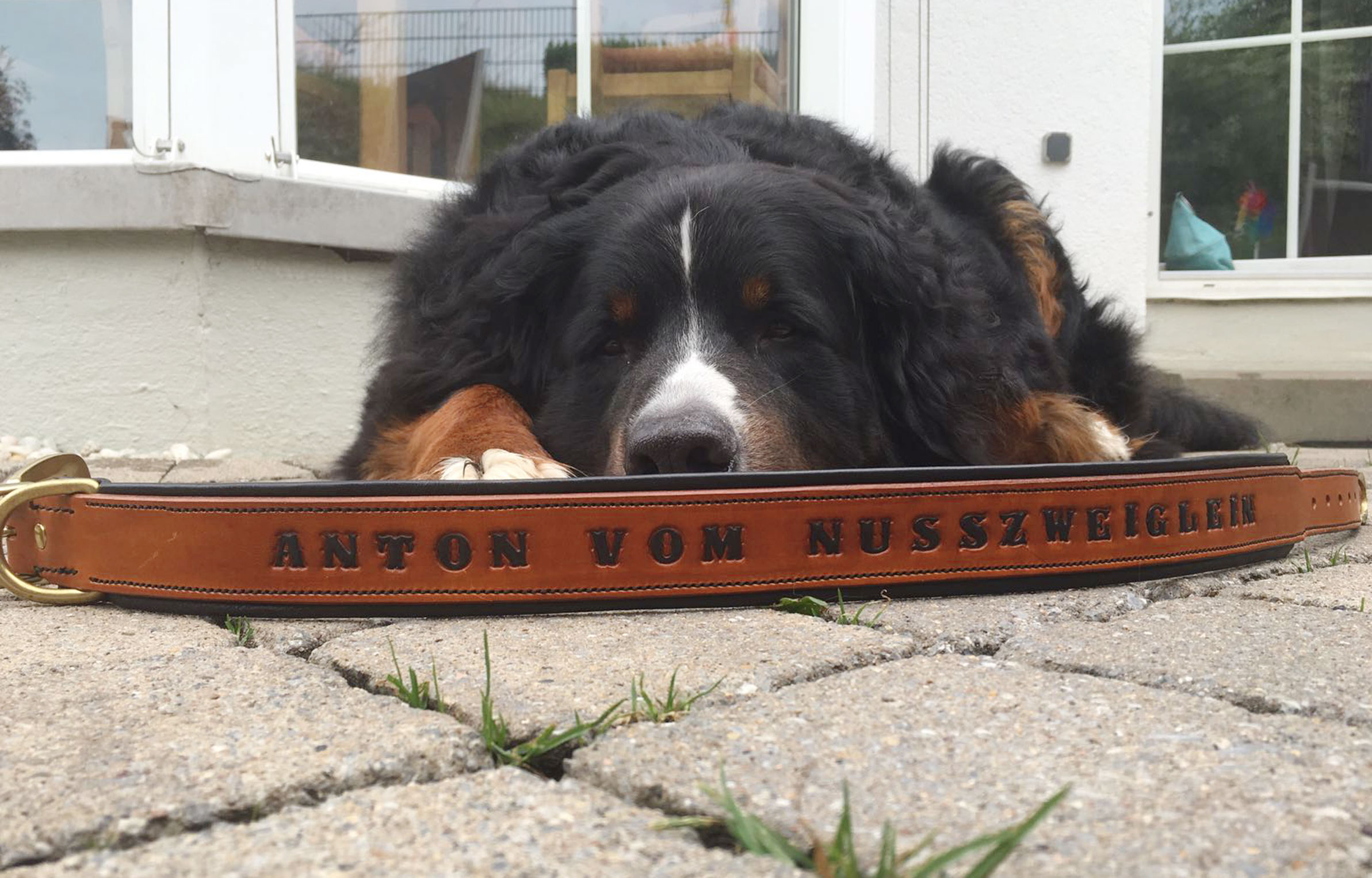 Ich hab ein neues Halsband