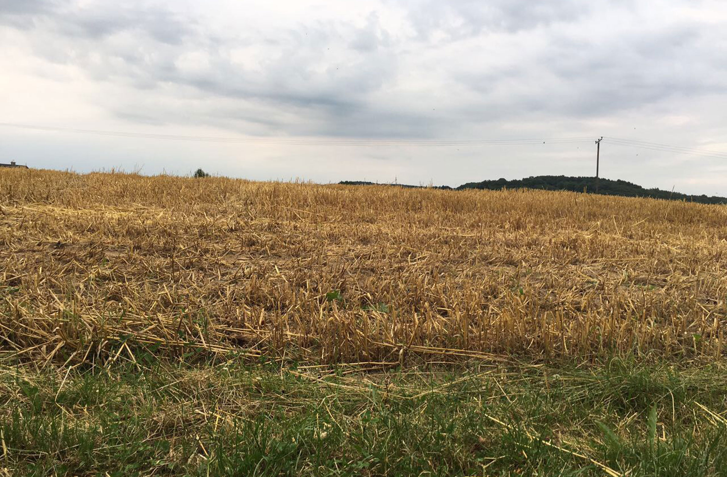 Ein Spaziergang am Abend mit Max