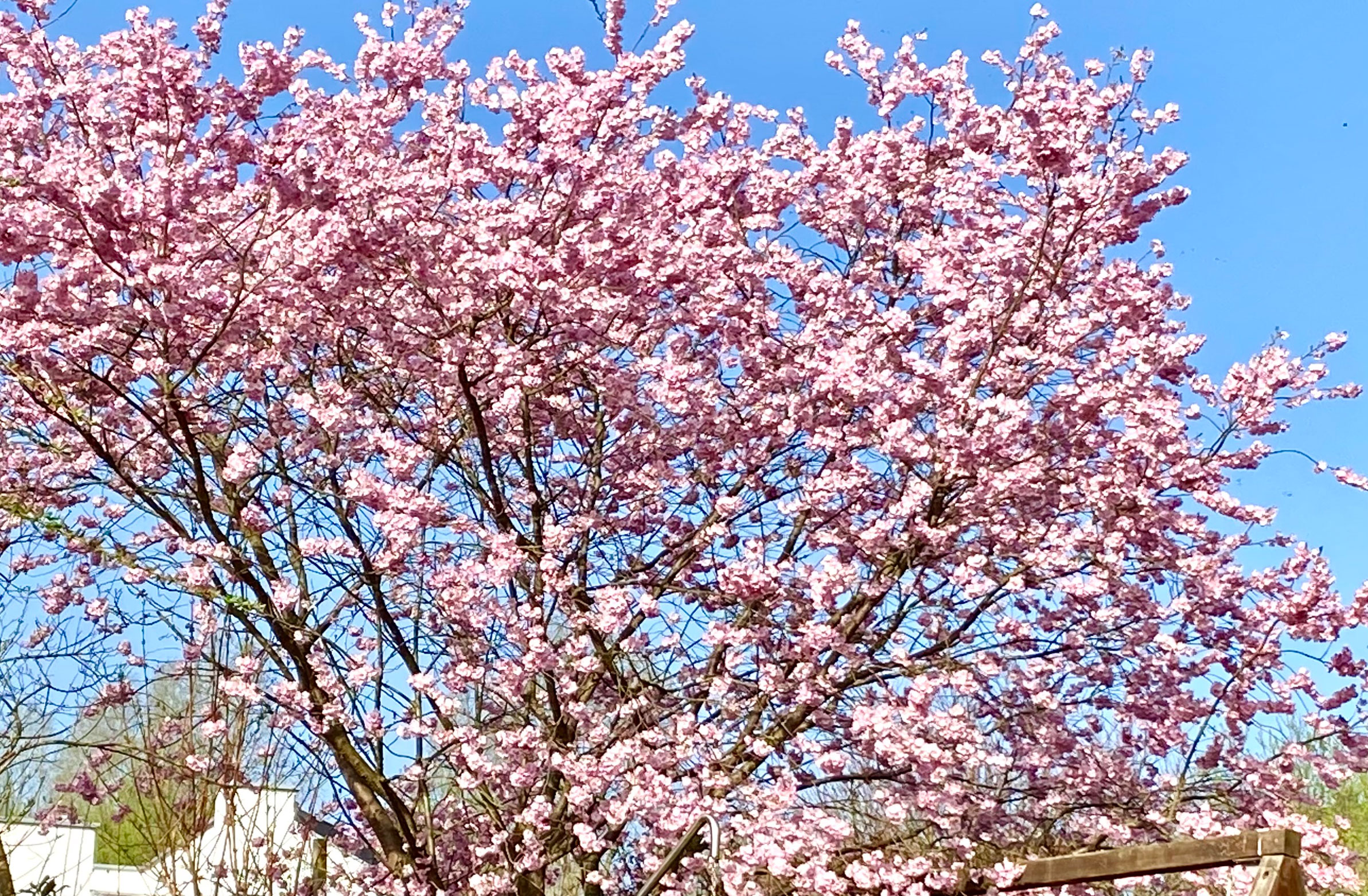 Der Frühling ist da